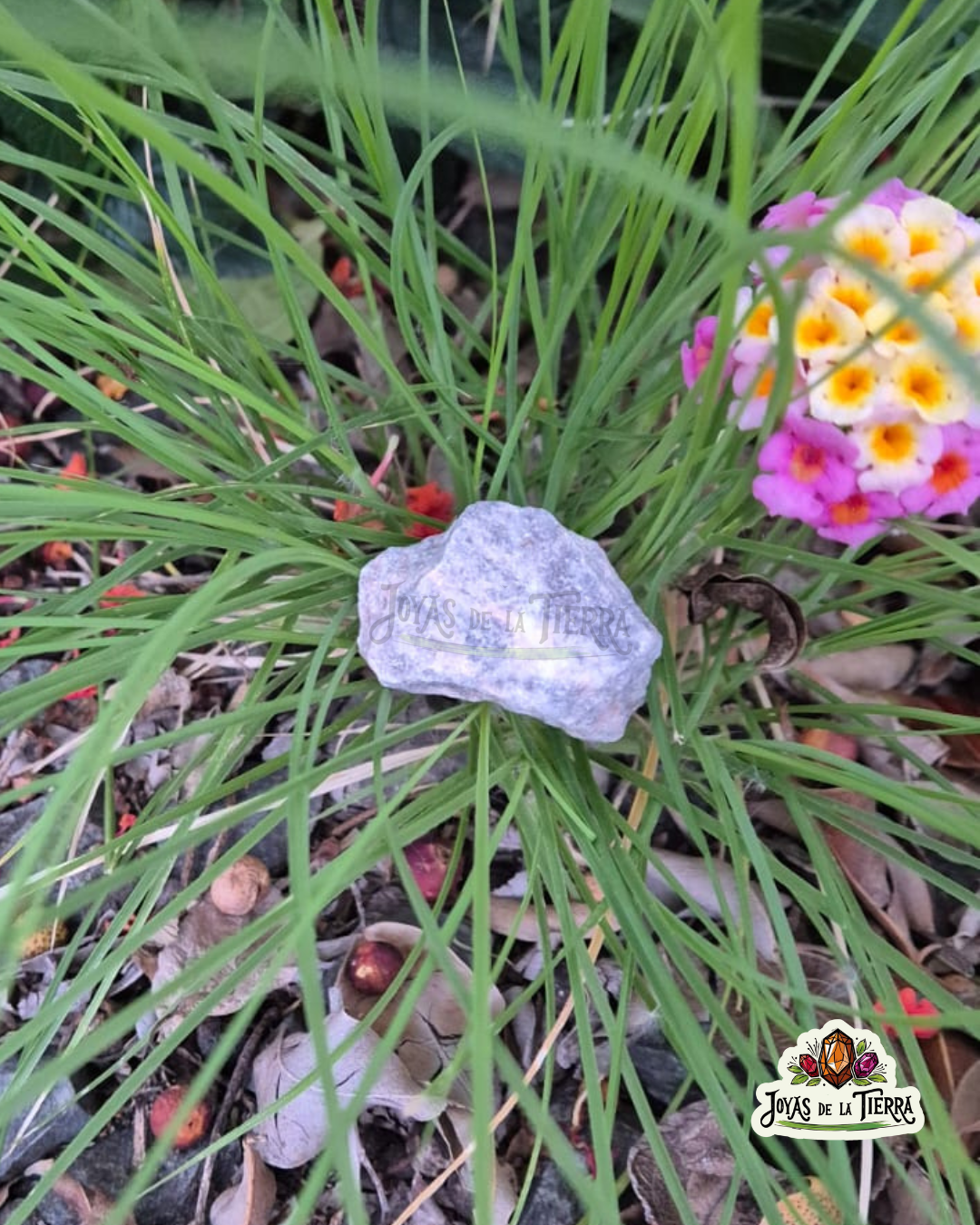 ⚪⚫✨ Jaspe cebra